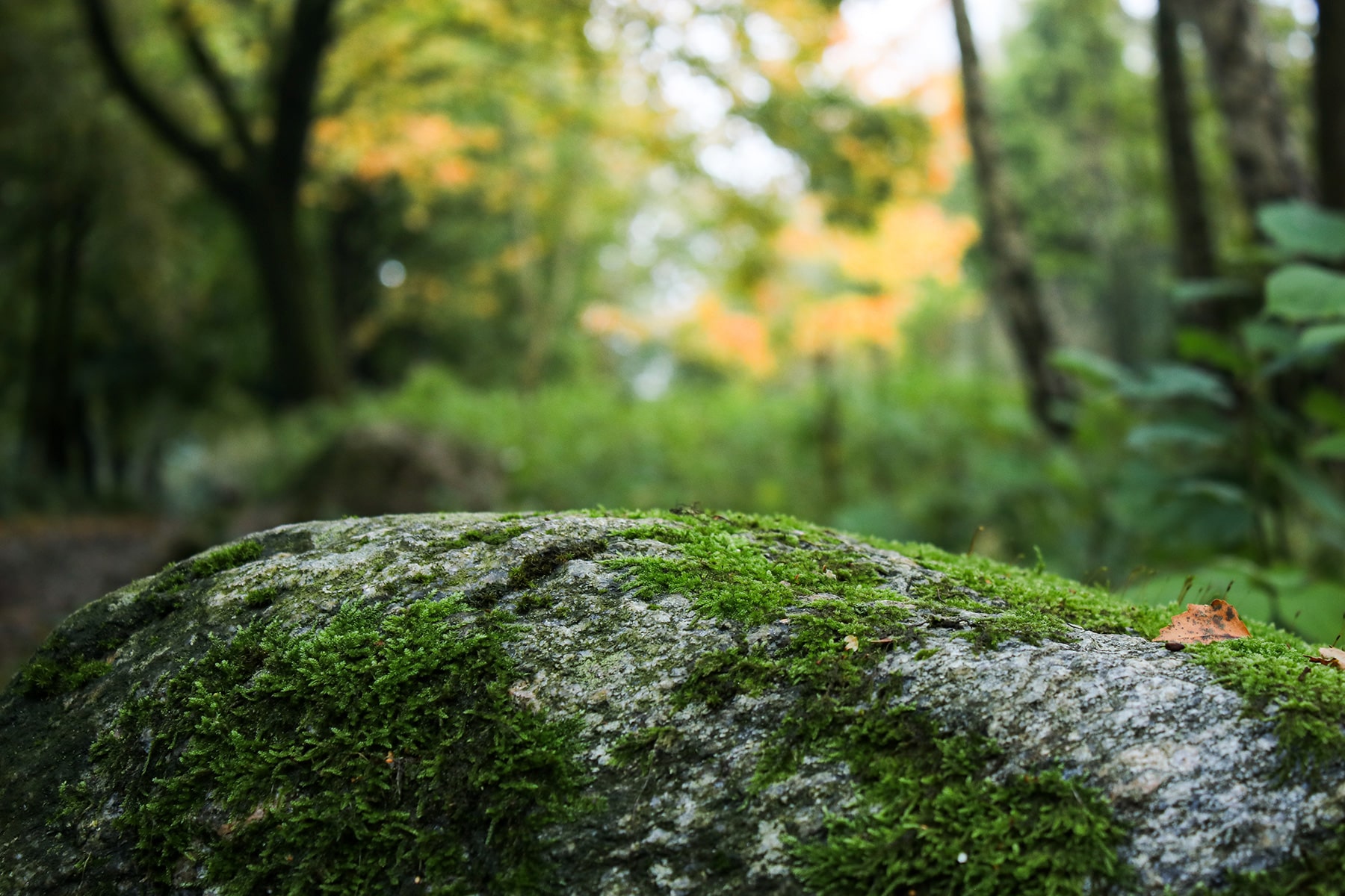 Vue rapprochée sur une pierre au sol dans le Parc du Mont-Bélair.