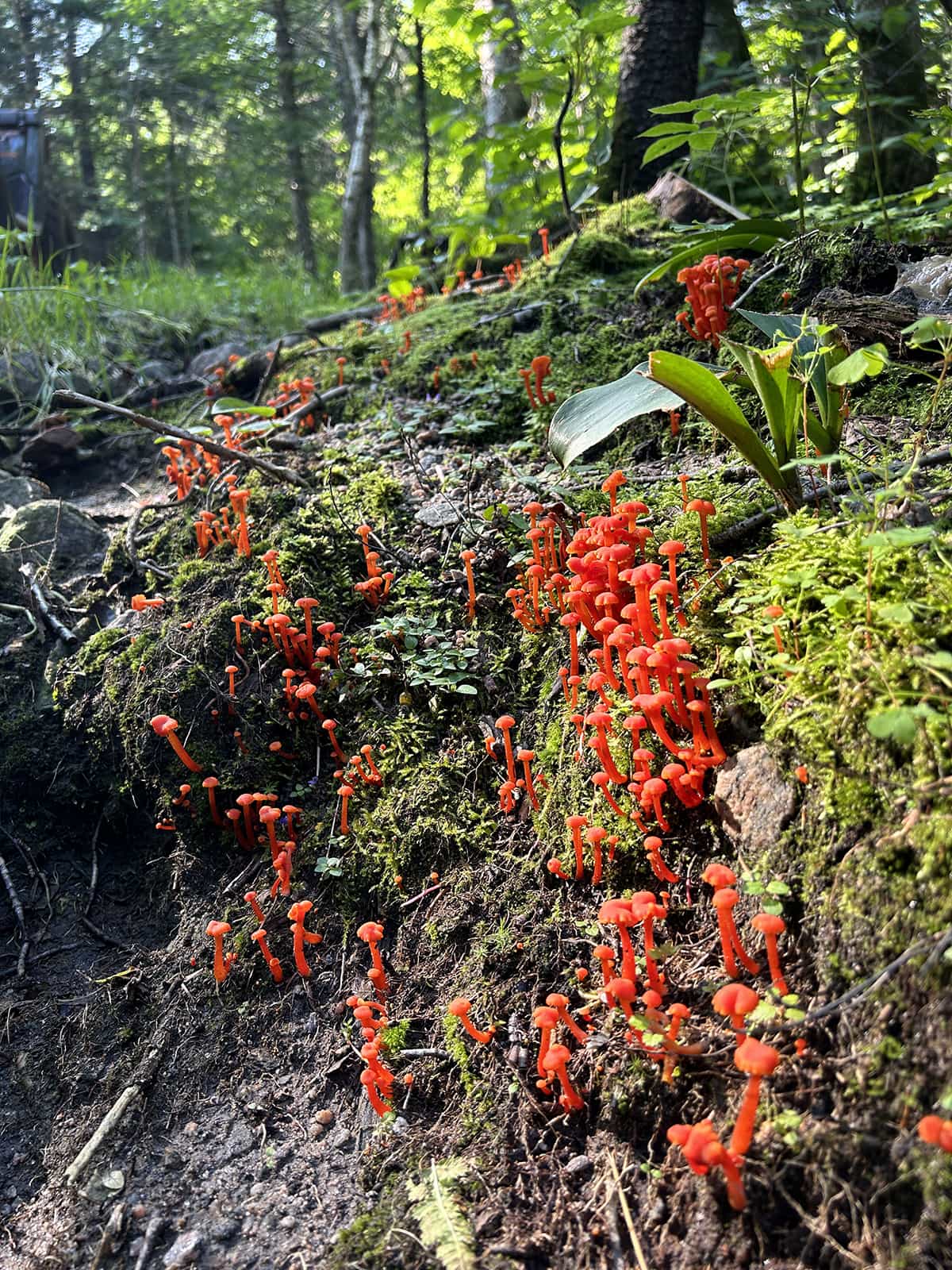 Rangée de petits champignons rouges dans une forêt.